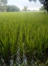 BLACK CLOUD IN SKY GREEN TREES PADDY PLANT IN FILLED