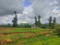 Black clouds forming above the trees