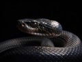 A Black Cobra on a Dark Background Royalty Free Stock Photo