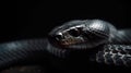 A Black Cobra on a Dark Background Royalty Free Stock Photo