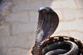A black cobra in Jaipur, India. Royalty Free Stock Photo