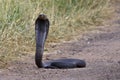 Snouted Cobra Royalty Free Stock Photo