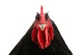 Black cochin rooster Royalty Free Stock Photo