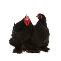 Black cochin rooster and hen Royalty Free Stock Photo