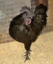 Black Ayam cemani