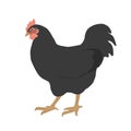 Black cock icon, rooster vector illustration isolated on white. Funny and cute cockerel bird, Easter or farm theme