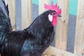 Black portrait rooster with red comb