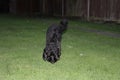 Black cockapoo dog in garden Royalty Free Stock Photo