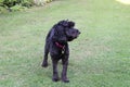 Black cockapoo dog in garden Royalty Free Stock Photo