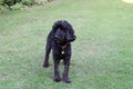 Black cockapoo dog in garden Royalty Free Stock Photo