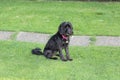 Black cockapoo dog in garden Royalty Free Stock Photo