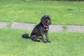 Black cockapoo dog in garden
