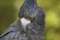 Black Cockatoo Royalty Free Stock Photo