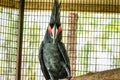 Black Cockatoo in the Royalty Free Stock Photo