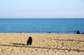 Black Cocker Spaniel on the beautiful beach