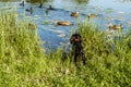 Black Cocker Spaniel puppy hunting ducks by the lake