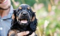 Black Cocker Spaniel Puppy Resting in Owners Arms During Autumn Sunset Royalty Free Stock Photo