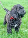 Black cockerpoo puppy standing in grass