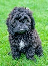 Black cockerpoo puppy staring at the camera