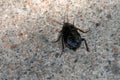 Black cockroach on the concrete floor.