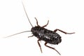 Black cockroach, lat. Blatta orientalis, isolated on white background Royalty Free Stock Photo