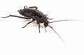 Black cockroach, lat. Blatta orientalis, isolated on white background