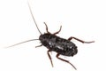 Black cockroach, lat. Blatta orientalis, isolated on white background