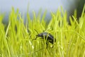 Black cockroach living on green grass meadow ecosystem,animal insects wildlife