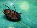 A black cockroach is lying dead on the green leaves and has a green background