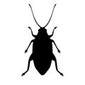 Black cockroach silhouette icon