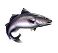 Black Cod, Sablefish jumping out of water illustration isolate realistic