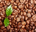 Black coffee beans, grain with leaf Royalty Free Stock Photo