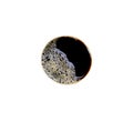 black coffee surface with beautiful half froth isolated on white background with clipping path