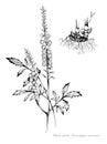 Black cohosh Royalty Free Stock Photo