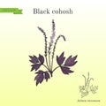 Black cohosh Actaea racemosa or bugbane, medicinal plant. Hand drawn botanical vector illustration Royalty Free Stock Photo