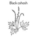 Black cohosh Actaea racemosa , medicinal plant Royalty Free Stock Photo