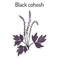 Black cohosh Actaea racemosa , medicinal plant Royalty Free Stock Photo