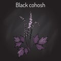 Black cohosh Actaea racemosa , medicinal plant Royalty Free Stock Photo