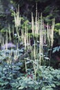 Black cohosh or Actaea racemosa flowers