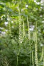 Black Cohosh, Actaea rocemosa