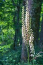 Black Cohosh, Actaea rocemosa