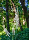 Black Cohosh, Actaea rocemosa Royalty Free Stock Photo