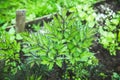 Black cohosh Cimicifuga in the garden