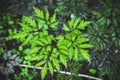 Black cohosh Cimicifuga in the garden