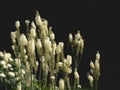 Black cohosh Cimicifuga racemosa in the garden at black background