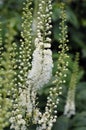 Black cohosh Cimicifuga racemosa perennial