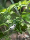 Black Cohosh Flower: White Efflorescence in Nature