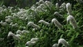 Black cohosh flowers