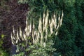 Black cohosh flowers in a sunny garden