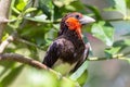 Black-Collared Barbet Bird Royalty Free Stock Photo